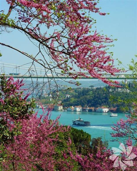 İstanbul'da En Güzel Bahar Festivalleri ve Doğa Gezileri